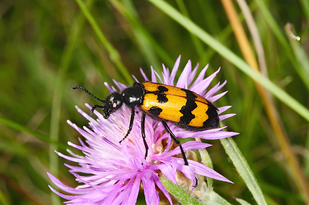 Mylabris sp.